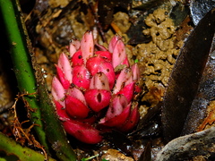 Disteganthus basilateralis