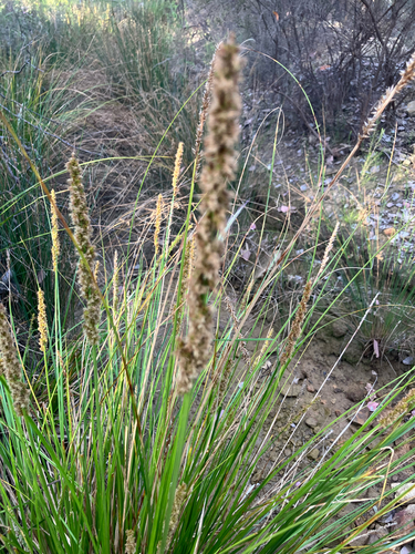 Carex appressa observed 2026-10-20
