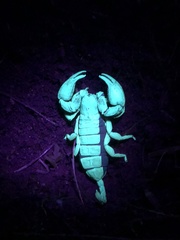 Opisthacanthus laevipes
