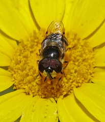 Copestylum marginatum
