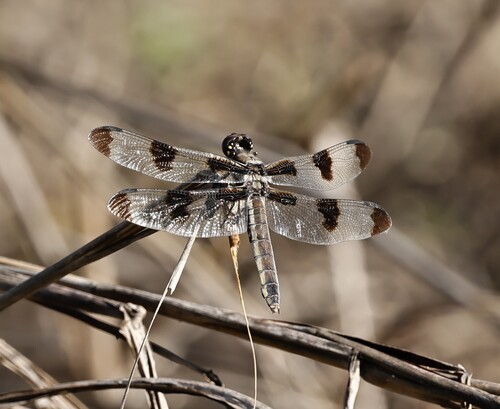 Twelve-spotted Skimmer