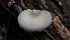 Crepidotus nephrodes