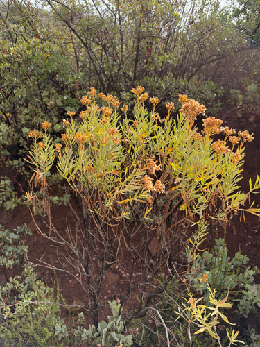 Ericameria parishii, 2026-10-23
