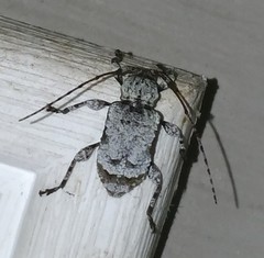 Leptostylus asperatus