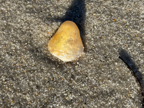 Anomia simplex, 2026-10-23