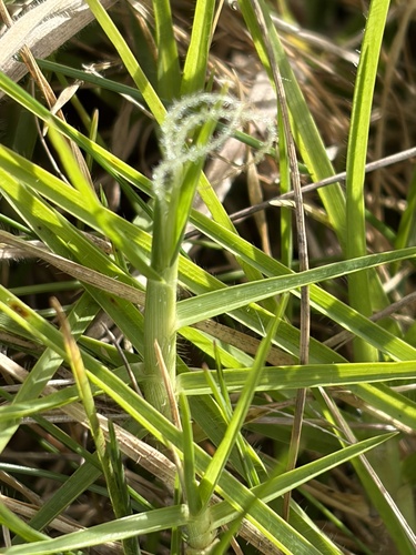 Cenchrus clandestinus observed 2026-10-23