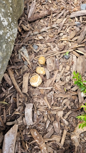 Agrocybe praecox, 2026-10-24
