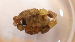 Glossosoma