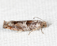 Pseudexentera spoliana