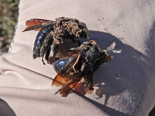 Western Carpenter Bee
