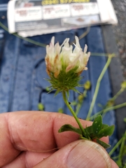 Trifolium echinatum