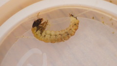 Glossosoma