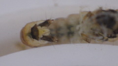 Glossosoma