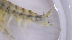 Gammarus fasciatus