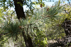 Pinus strobiformis