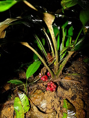 Disteganthus basilateralis