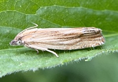 Eucosma radiatana