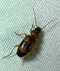 Badister neopulchellus