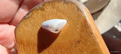 Donax variabilis, 2026-10-23