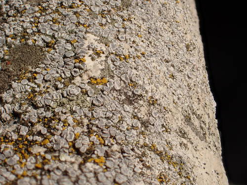 Circinaria contorta