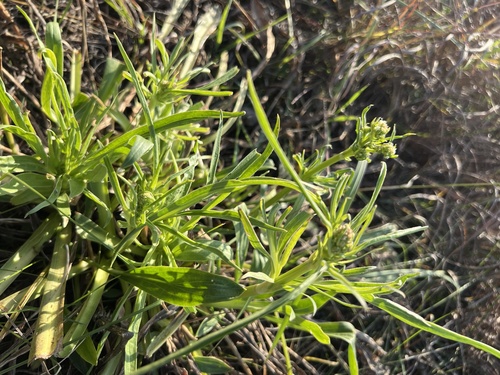 narrowleaf puccoon