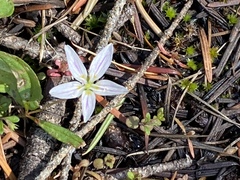 Claytonia lanceolata