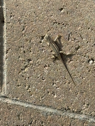 Southwestern Fence Lizard