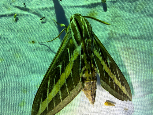 White-lined Sphinx photograph by the iNaturalist community
