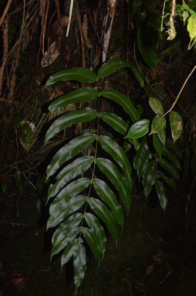 Serpocaulon adnatum