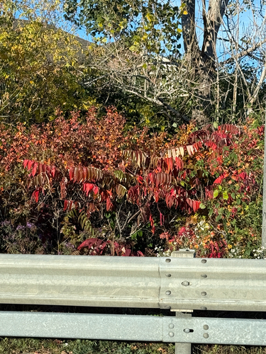 staghorn sumac photograph by the iNaturalist community