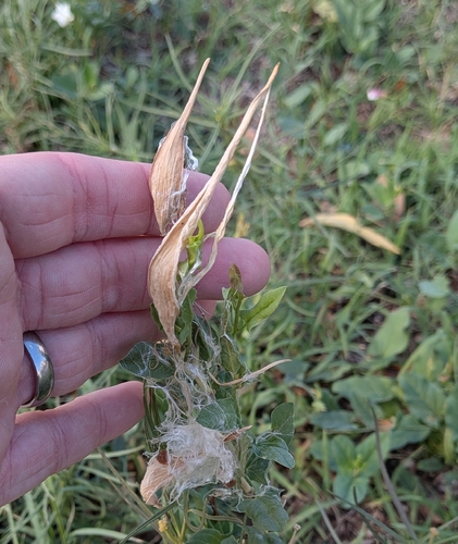 horsetail milkweed