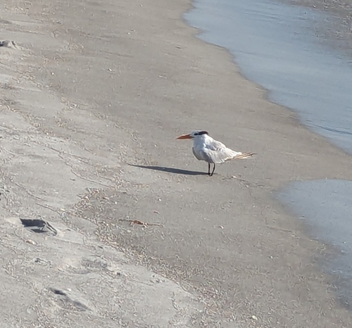 iNaturalist image