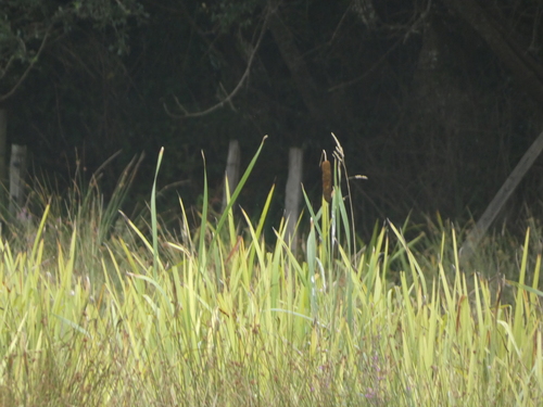 broadleaf cattail photograph by the iNaturalist community