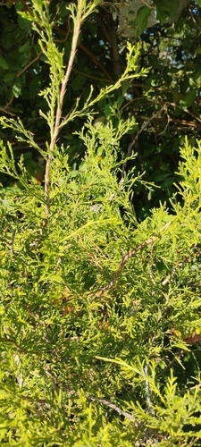 eastern redcedar photograph by the iNaturalist community