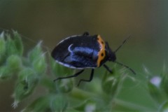 Cosmopepla conspicillaris