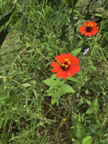 Zinnia elegans observed 2026-10-23