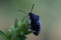 Cosmopepla conspicillaris