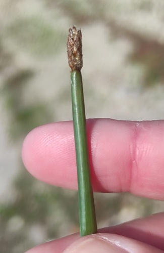 Eleocharis palustris waltersii