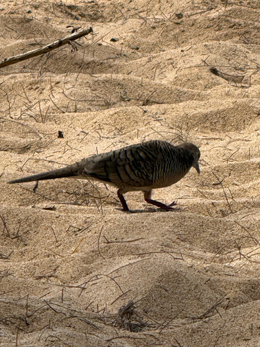 Geopelia striata observed 2026-10-23