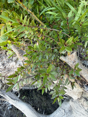 Veronica catarractae observed 2026-10-24