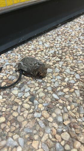 Aeorestes cinereus observed 2026-10-21