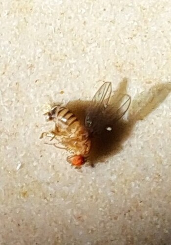 Drosophila melanogaster observed 2026-10-23