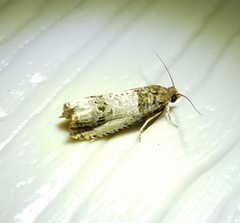 Notocelia rosaecolana