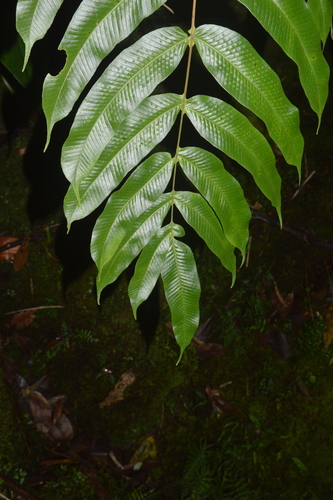 Serpocaulon adnatum, photograph 4