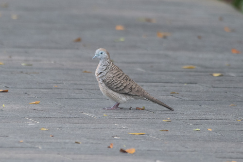 iNaturalist image