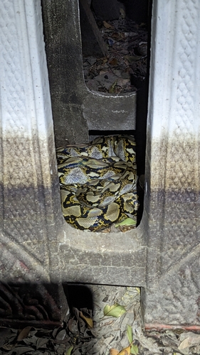 Malayopython reticulatus observed 2026-10-23