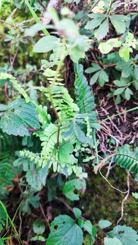 Asplenium monanthes observed 2026-10-11