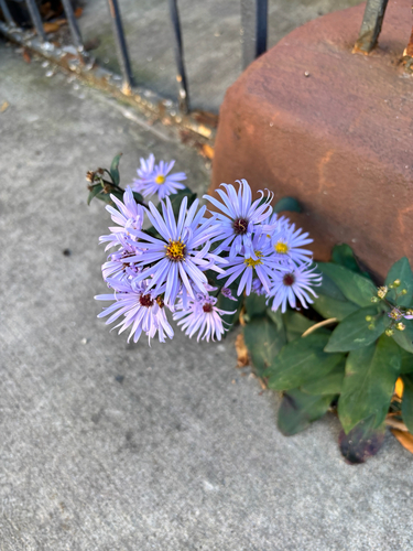 Symphyotrichum laeve observed 2026-10-23