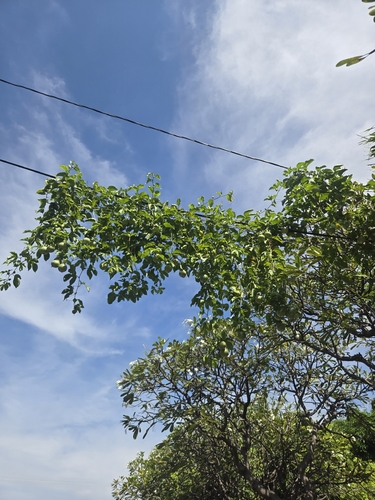 Passiflora edulis observed 2026-10-23
