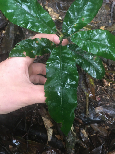 Gardenia observed 2026-10-23